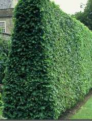 Живые изгороди.Саженцы сосны, берёзы, дуба, клена, граба, ясеня, липы