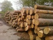 Лес кругляк ель экспорт