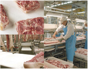 Модульная лента uni X-MPB сверхпрочной конструкции