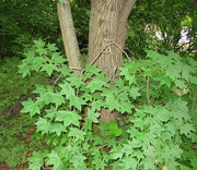 Куплю Клен Дорого