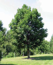 Куплю терміново Ліс - Клен