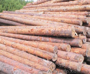 Продам рудстойку сосна. Диаметр 9-16 см., длина 4 метра.