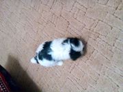 с рочно продам по смешной цене не торгуясь звоните- не прогадаете жду 