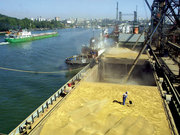 Закупаем зерно 2-6 класс,  ячмень,  семечка,  рапс,  кукуруза.