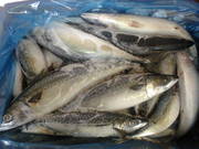 Продам Скумбрию свежемороженую