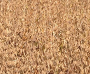 Семена сои - купить выгодно в Украине