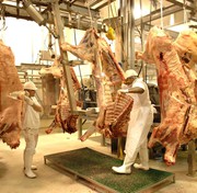 Линия по убою свиней и крс. Бойня для скота