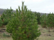 Елка оптом, сосна оптом свежеспиленные