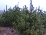 Сосна новогодняя 2017-2018 Ёлки Оптом 