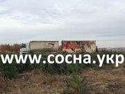 Продам новогодние живые сосны оптом со склада