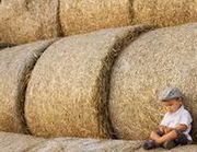 Люцерна покупка в тюках срочно