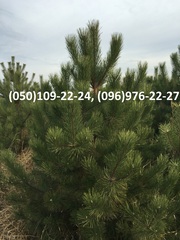 Новогодние живые сосны оптом 2016