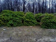 Новогодние живые сосны оптом 2016-2017