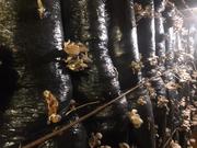 Продажа рентабельного бизнеса по выращиванию грибов вешенок