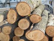 Куплю акацию в любом виде