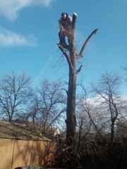 Спил деревьев Днепр