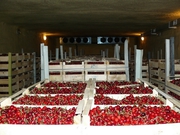 Разные сорта Черешни,  Абрикос ОПТ от 1тонны