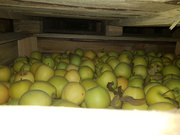 Камера хранения яблок