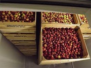 Камера хранения фруктов