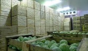 Камера хранения капусты
