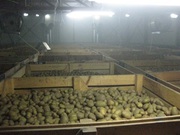 Камера хранения картофеля