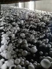 Продам действующий бизнес (грибной комплекс)