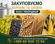 Купуємо зернові та олійні культури будь-якої якості