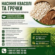 Якісне насіння білої квасолі та посівний матеріал гречки з можливістю 